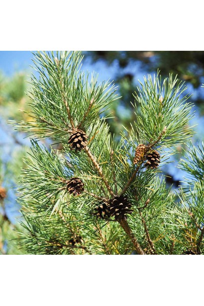 Сосна звичайна шишки